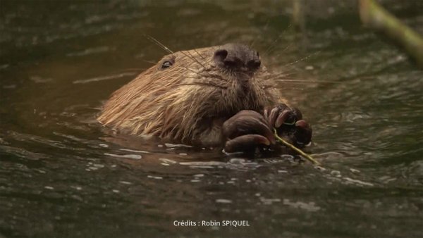 Réintroduction du castor sur le bassin de la Loire : ciné-débat pour le 50e anniversaire
